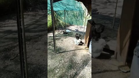 Good morning Silkies and a duck 3rd April 2023