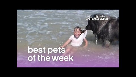 Funniest Animals 🐧 - Best Of The 2022 Funny Animal Videos