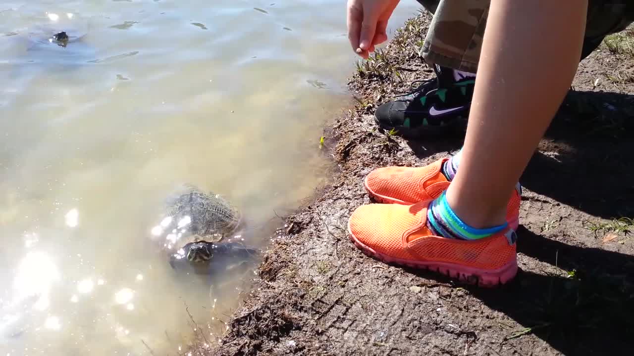 Turtle Judges Girl's Fashion Taste