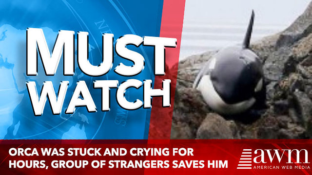 This Orca Was Stuck And Crying For Hours, But A Group Of Strangers Saves Him