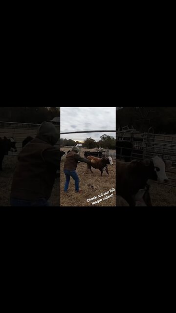 Just ranchin’! #farm #farmlife #ranchlife #ranch #cattle #cowboys #bull