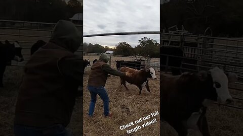 Just ranchin’! #farm #farmlife #ranchlife #ranch #cattle #cowboys #bull