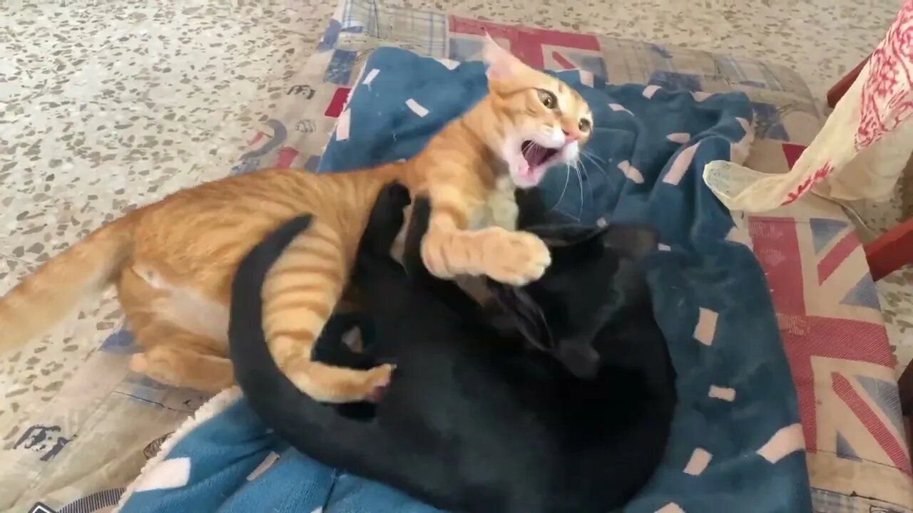 Too Cute To Handle: Orange Cat Vs Black Kitty Play Fight