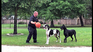 Bouncing Great Danes Have Fun Playing Fetch With Their Jolly Ball