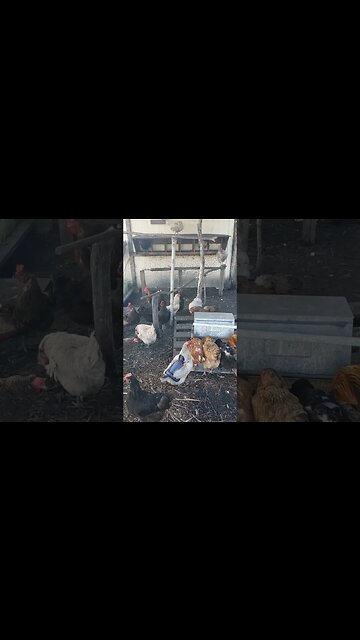 Happy Chickens Just Clucking Around The Run #chickens #chickenshorts