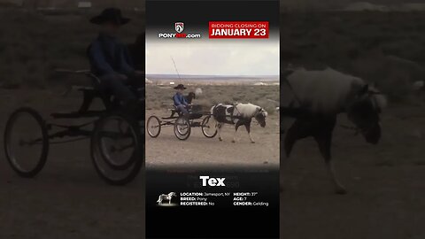 Here is Tex! Offered on www.PonyBid.com through Monday, January 23rd!