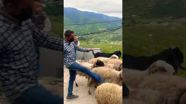 Shepherd in Jumla Nepal. Herding sheep through downtown Jumla Nepal #fypシ #travel #nature