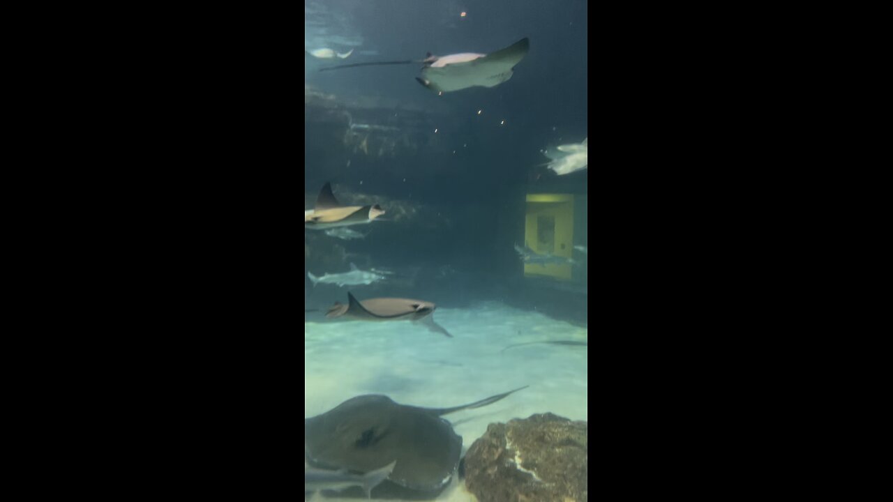 Ripley’s Aquarium