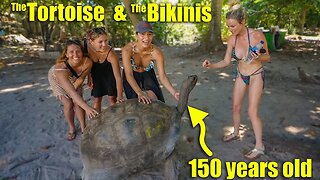 Giant Land Tortoises and Women in Bikinis, what could be better?