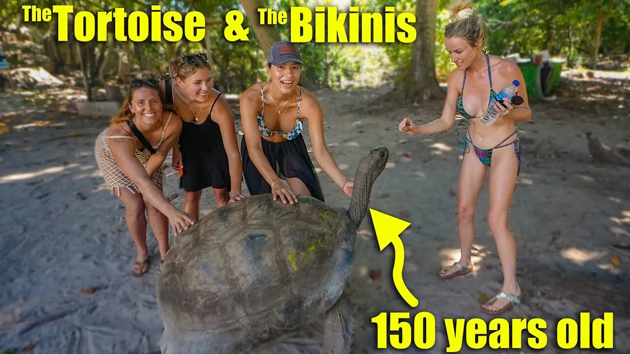 Giant Land Tortoises and Women in Bikinis, what could be better?