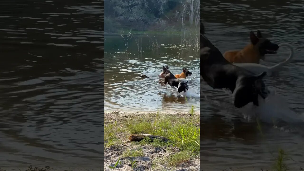 Libby’s big swim with a stick