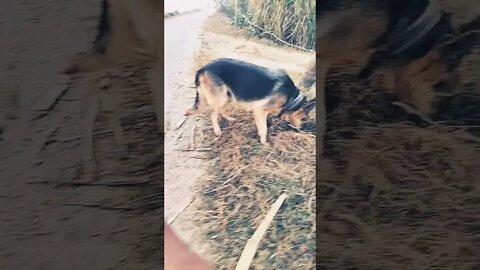 slow motion #ytshorts #viral #shorts #rudrakrishna #dog #newpost