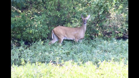 Whitetail deer grazing in the Coosa River
