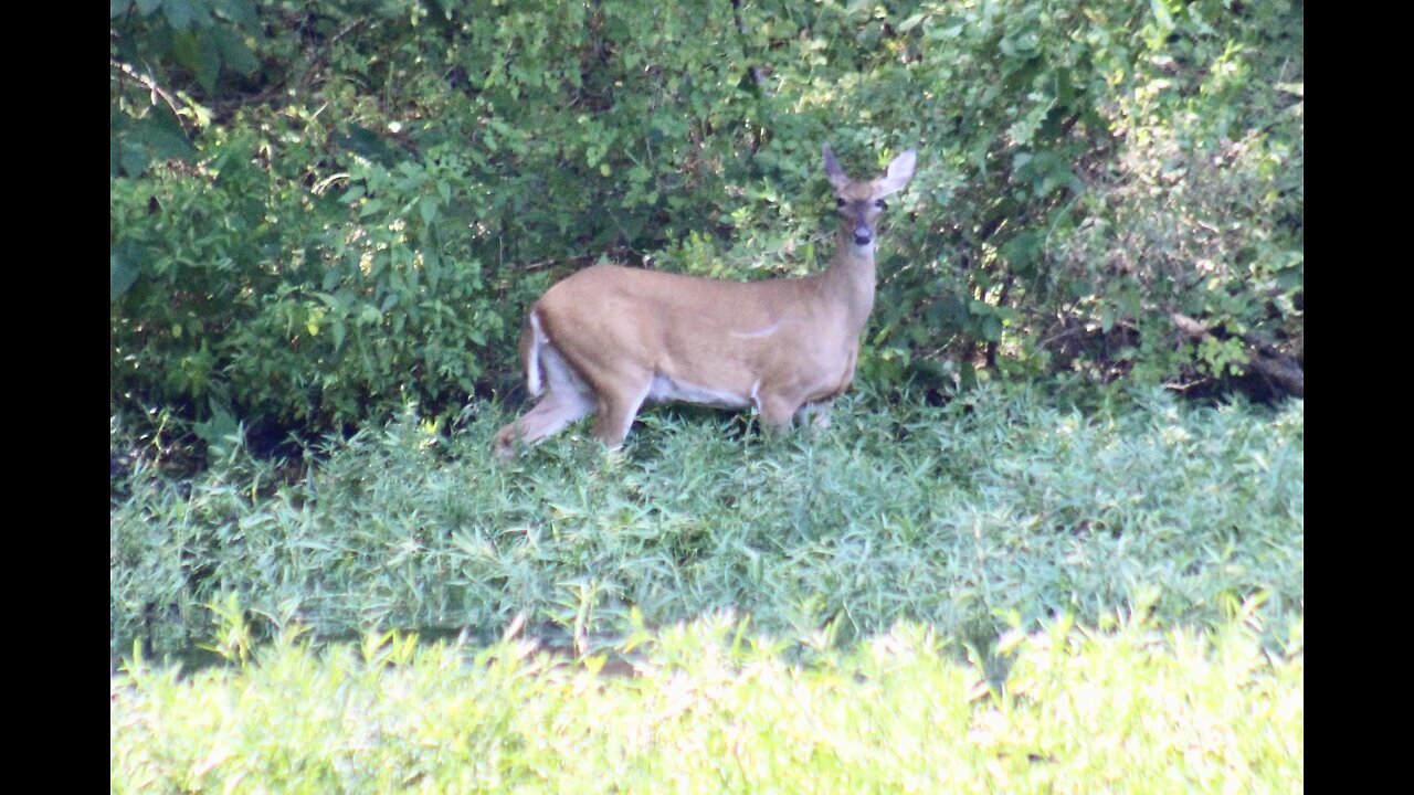 Whitetail deer grazing in the Coosa River