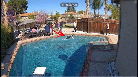 Dog Amazes People By Run Over Pool