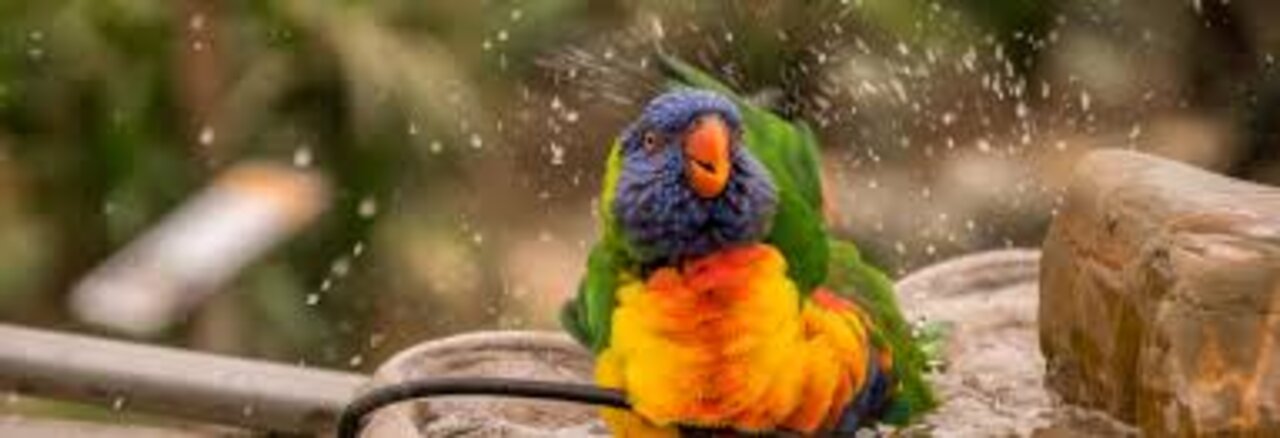 A parrot takes a bath to avoid the heat