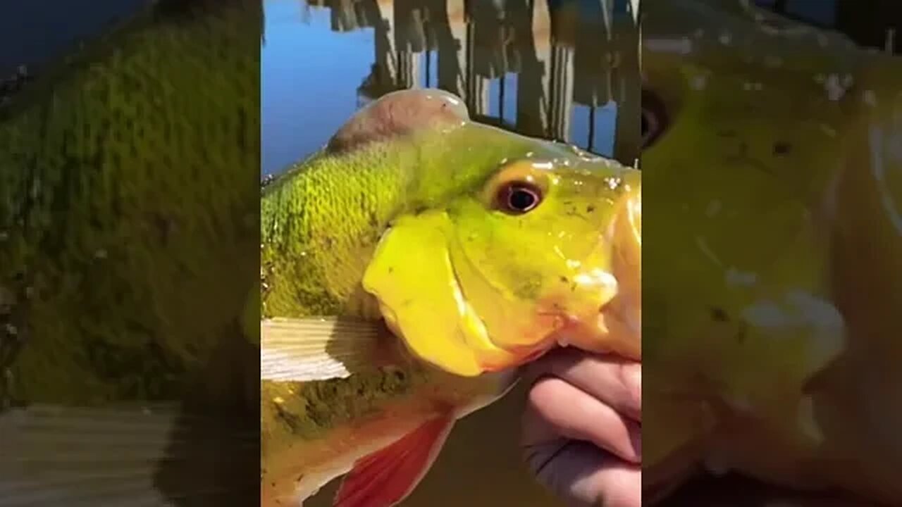 Eww what was in this fishes mouth 🤮