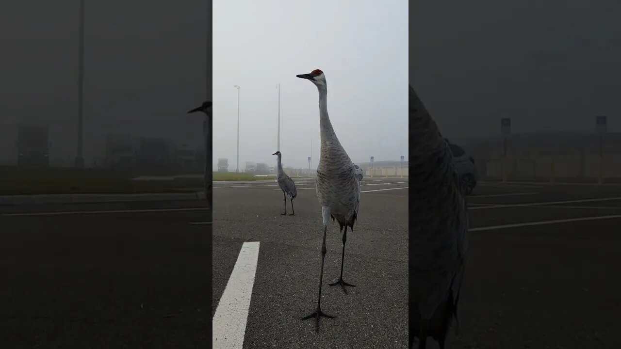 try not to laugh
