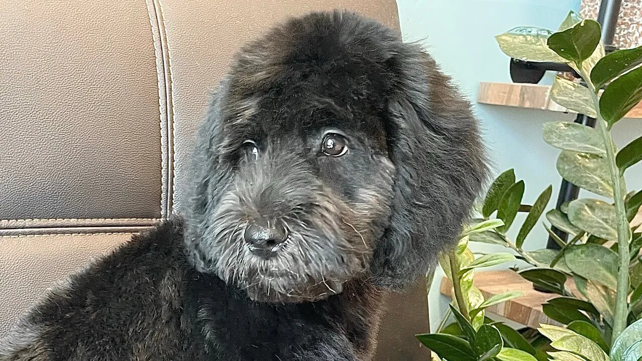 LABRADOODLE PUPPY GROOM.