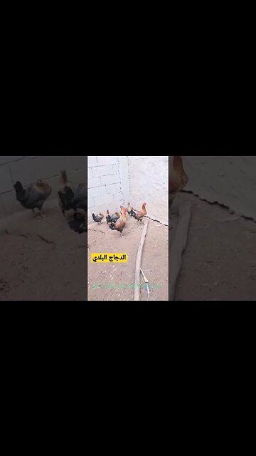 الدجاج البلدي كيوت روعة مرحبا