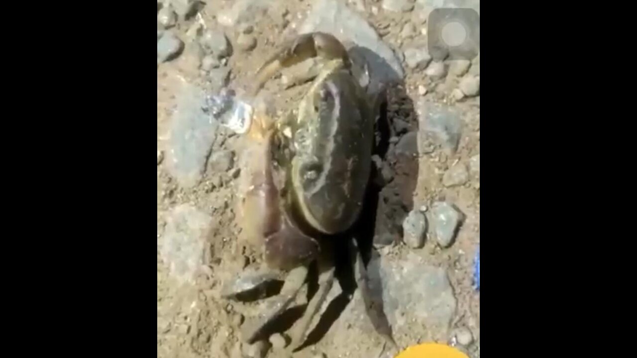 THIS CRAB SMOKE LIKE A PRO