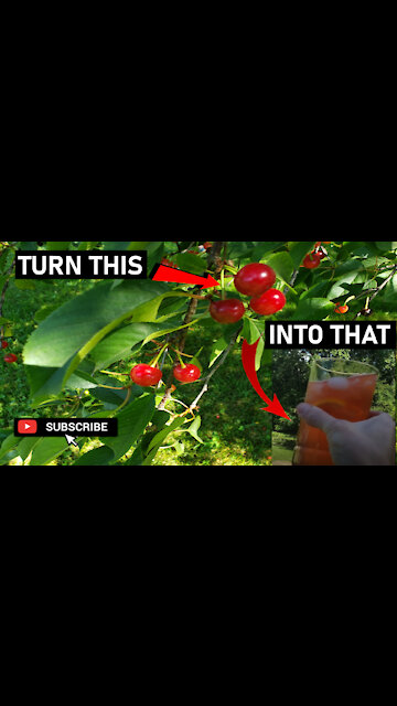 Cherry Picking 🍒 #shorts