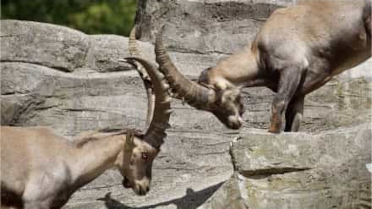 Cyclists witness epic goat fight