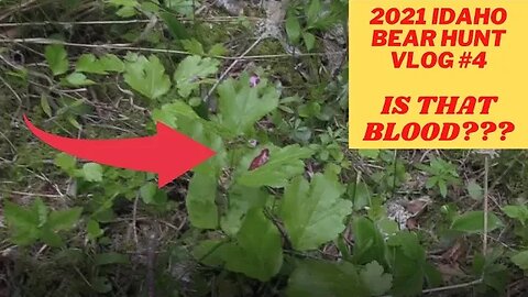 Idaho bear hunting VLOG #4 | Is that heart blood?