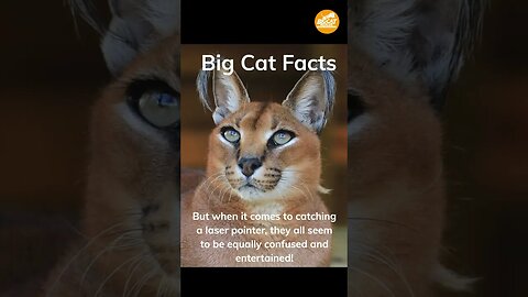 Big Cat Facts #1