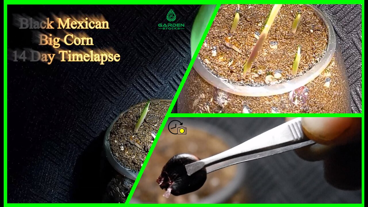 Black Mexican Big Corn 14 Day Time-Lapse