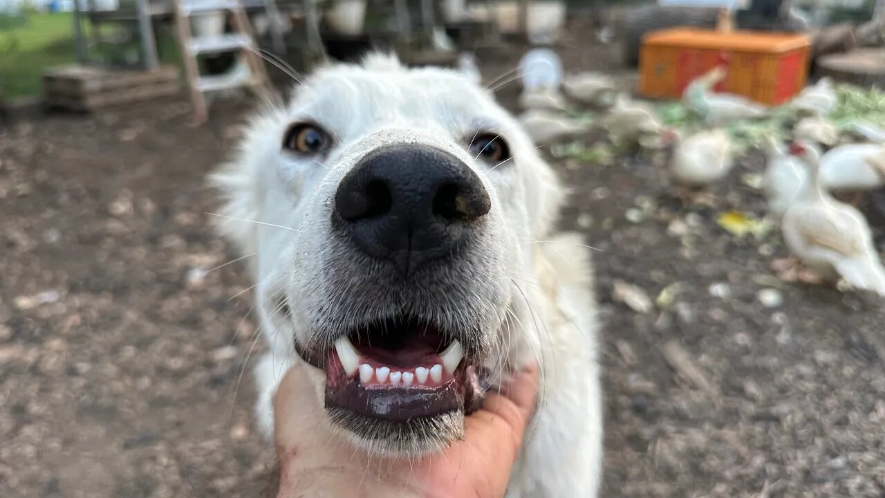 Puppy Zoomies - Featuring Maggie