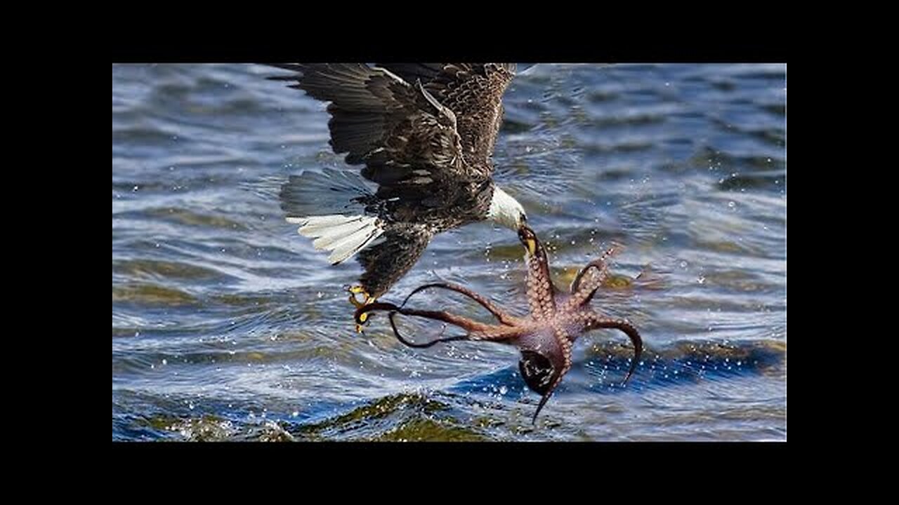 The Eagle Dies While Hunting Octopus In The Ocean