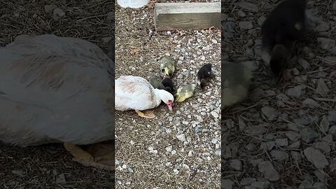 Baby ducks and their mom peacefully munching on grass 🐥 #ducklings #babyanimals