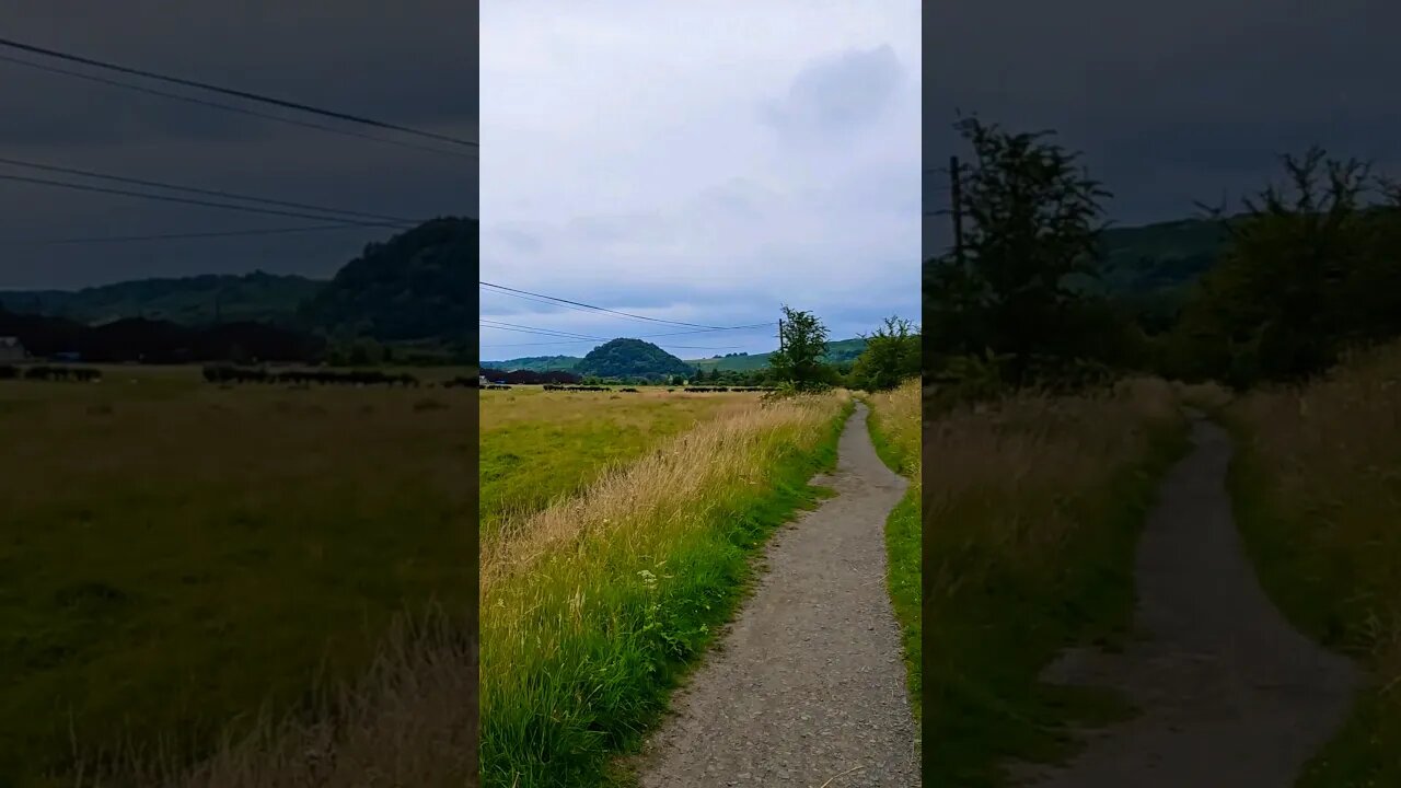 The sound of sheep on The West Highland Way Scotland #westhighlandway