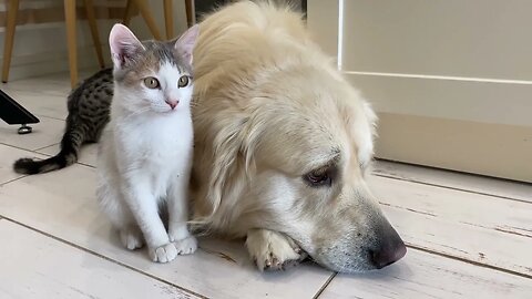 Cute Kittens Wake Up a Golden Retriever