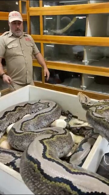 How far can this giant snake strike 😬