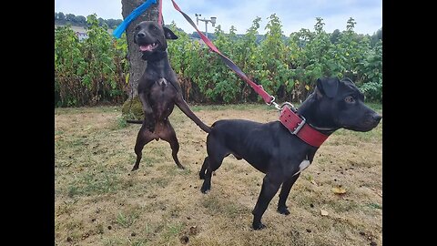 Luxemburg Family Love all about Fun Patterdale Terriers Black Fell dogs