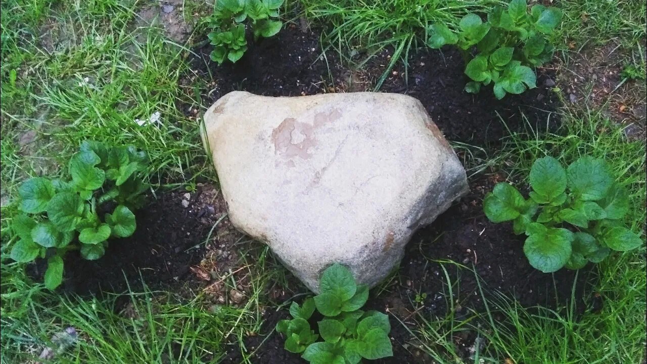Victory, SHTF Garden Update