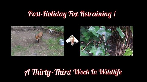 A Thirty-Third Week In Wildlife - Post Holiday Fox Retraining !