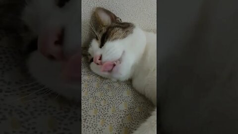a gata despertador