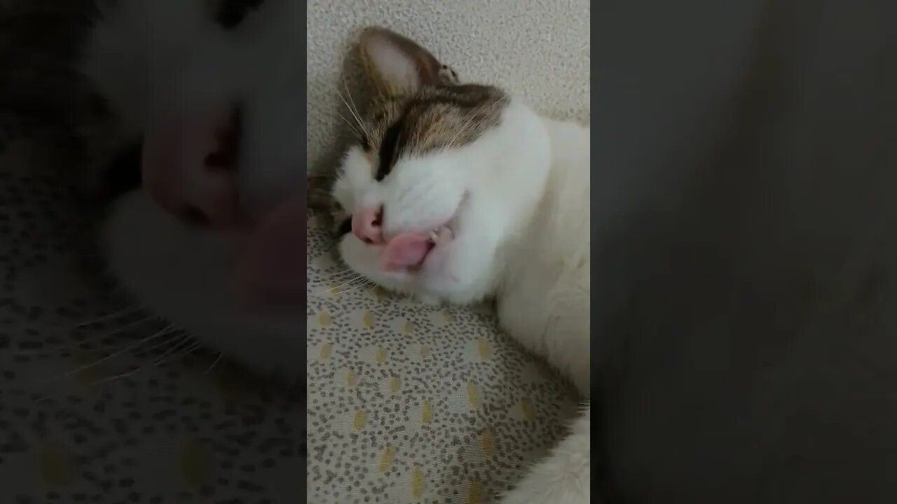 a gata despertador