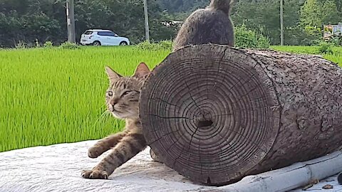 Talking to a cat