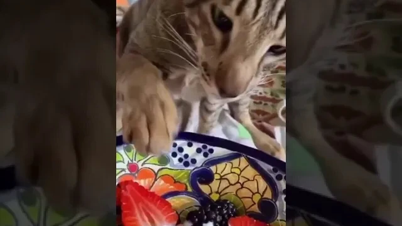 PLAYING CAT VIDEO MEAWWW
