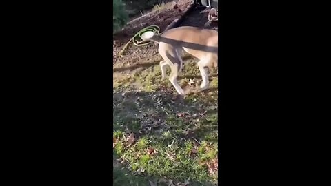 Funny Animal Videos 2024 😂 - Funniest Dogs And Cats Videos 😺 -
