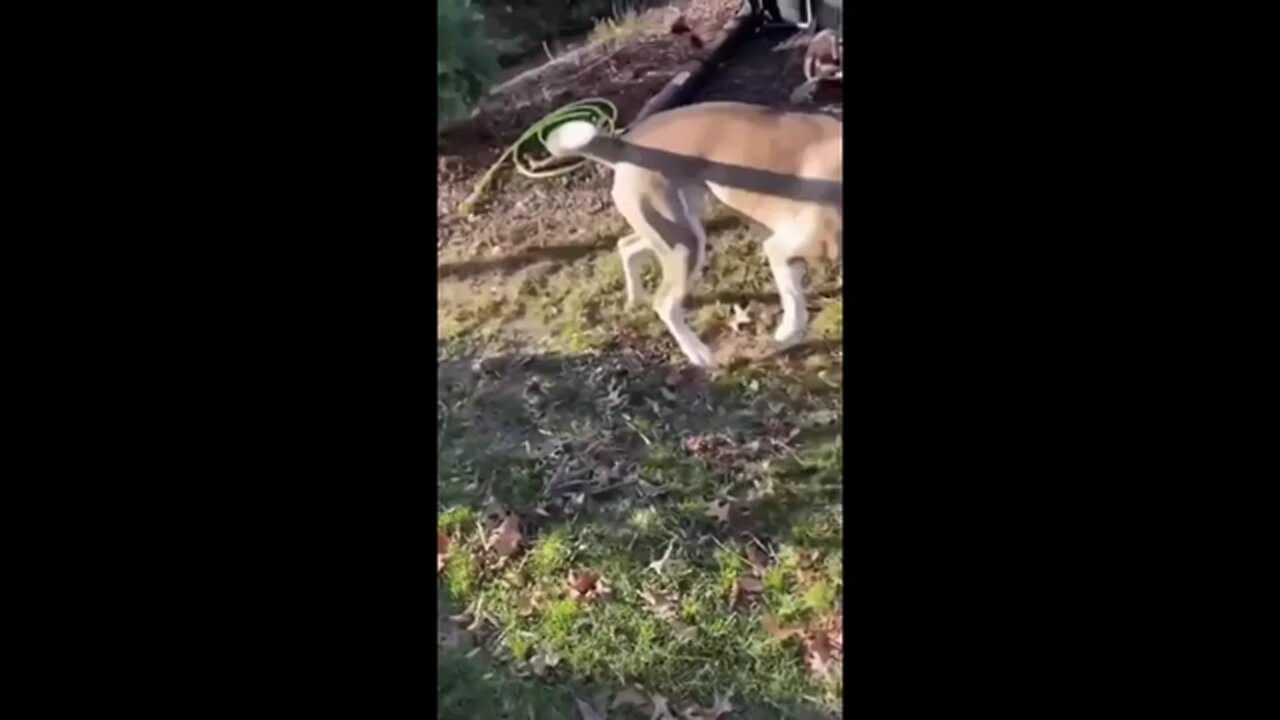 Funny Animal Videos 2024 😂 - Funniest Dogs And Cats Videos 😺 -