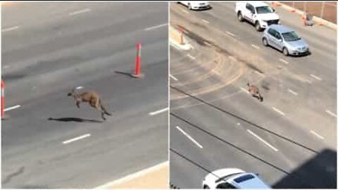 Canguru bloqueia estrada na Austrália!