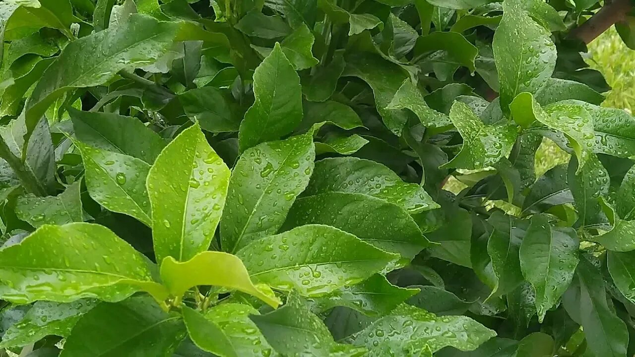 Tree Leaves Foliage Lemon Rain Drops Botany 😊Sounds to Sleep, Relax, Reduce Stress, Insomnia