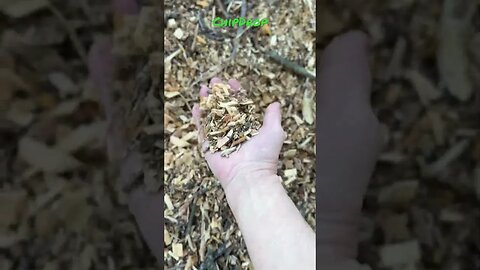 #ChipDrop #mulch #wood #garden #gardening #goodmorning #subscribe #like #shorts #shortsvideo #dogs