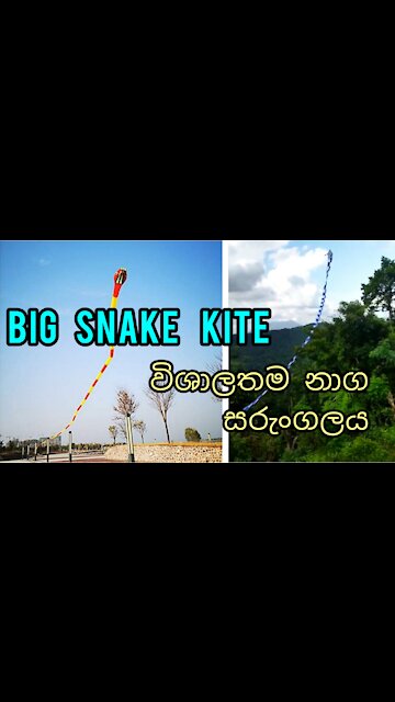 Big snake kite| විශාල නයි සරුංගලය |susantha 11 |#kite| #shorts