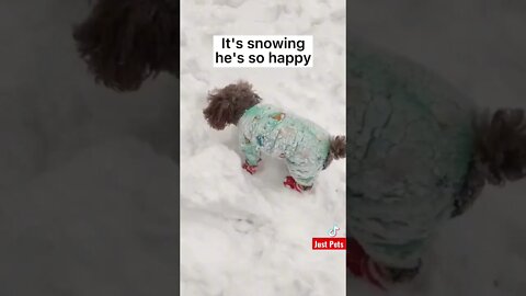 I Love Snow ⛄️ #shorts #tiktok #cute #funnyvideos #animalreaction #viral